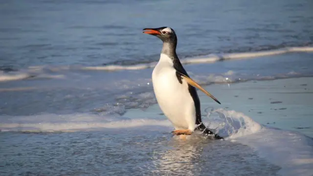 ఫ్లయింగ్ డాక్టర్