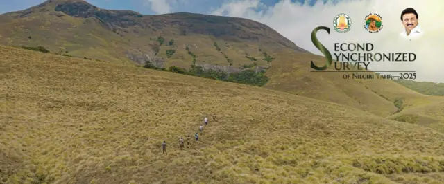 நீலகிரி வரையாடுகள், வரையாடு சிறப்புத் திட்டம்