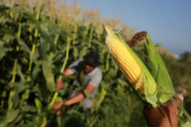 Жүгөрү талаасы