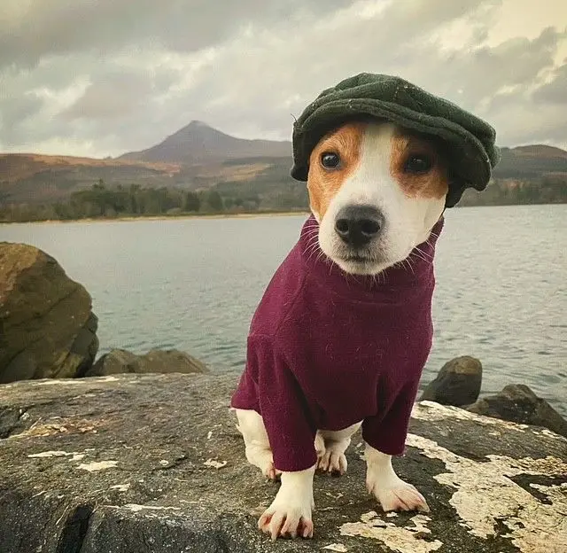 Un perro pequeño con una gorra verde y un suéter marrón sentado en una roca junto a un lago, con montañas al fondo.