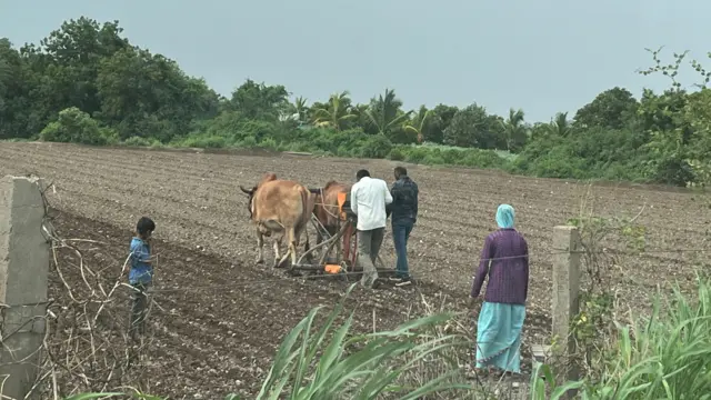 ગુજરાત, મગફળીનું વાવેતર, કપાસનું વાવેતર, ગુજરાતના મુખ્ય પાકો, બીબીસી ગુજરાતી, ગુજરાતની ખેતી, ગુજરાતમાં ખેતી, ખેત ઉત્પાદન, જૂનાગઢ