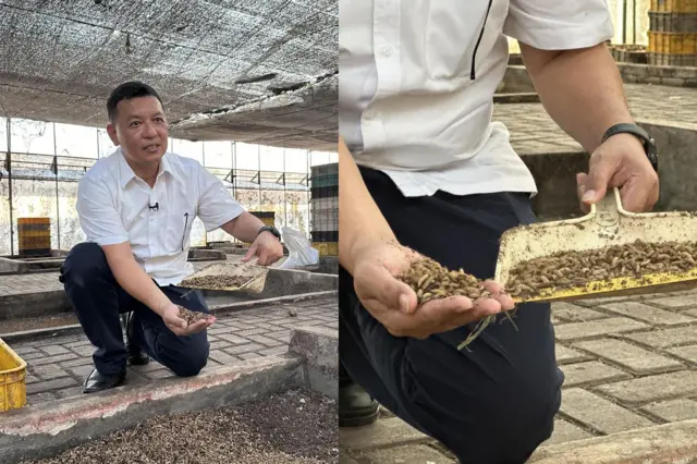 Markus menunjukkan maggot yang siap 'dipanen' setelah 15 hari.