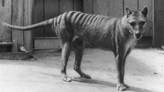 'Thylacine' jedhamuun kan beekamu sanyiin qeerransa Tasmeeniyaa 1930moota irraa eegalee bade