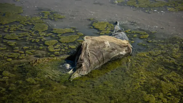mamalia laut kena dampak perang rusia