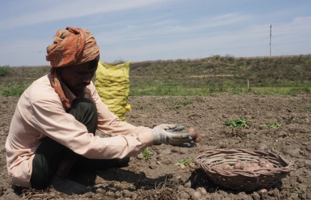 ਆਲੂ ਬੀਜਣਾ ਹੋਰਨਾਂ ਫਸਲਾਂ ਮੁਕਾਬਲੇ ਮਹਿੰਗਾ ਹੁੰਦਾ ਹੈ 