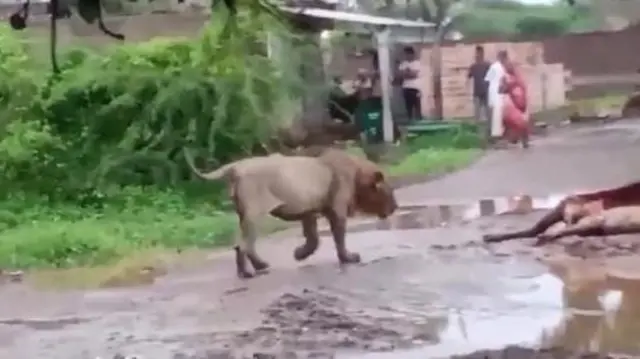 સિંહ, ગીર