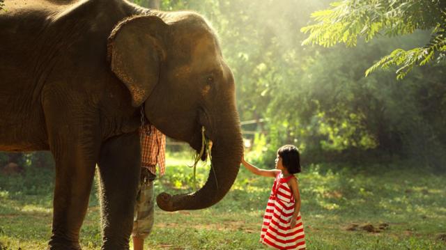 Um elefante ao lado de uma menina de feições asiáticas
