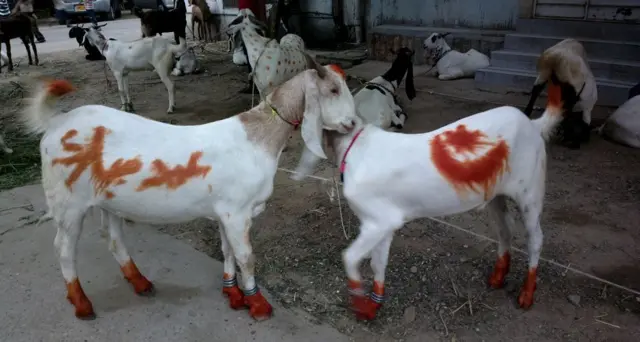 قربانی کا بکرا