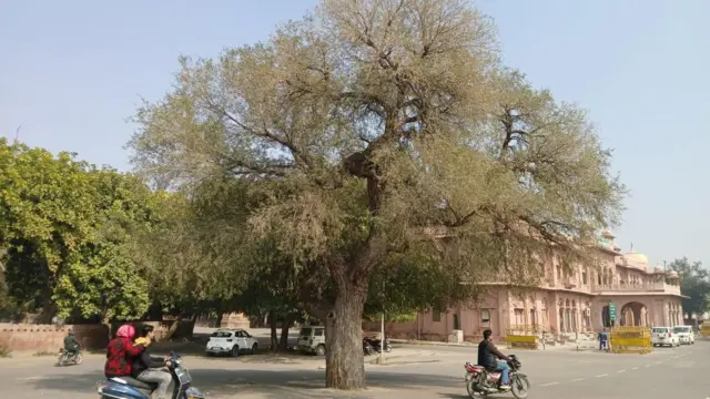 बीकानेर कलेक्टर कार्यालय के बाहर खेजड़ी का पेड़