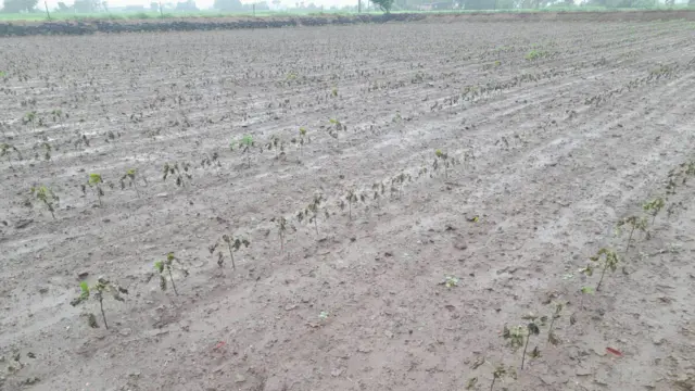 જુનાગઢ મગફળી અને કપાસનો પાક ધોવાયો