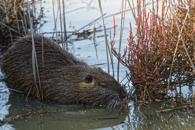 கொய்பு, அஜர்பைஜான், சோவியத் ஒன்றியம்