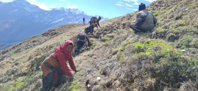 यार्सागुम्बा डोल्पा