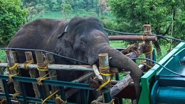 গত এপ্রিলে আরিকোমবানকে তার আবাসভূমি থেকে একটি বাঘের অভয়ারণ্যে সরিয়ে নেয়া হয়