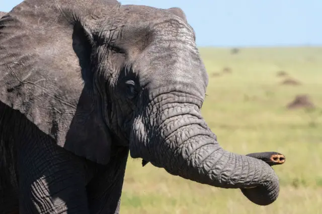 Un elefante sin colmillos