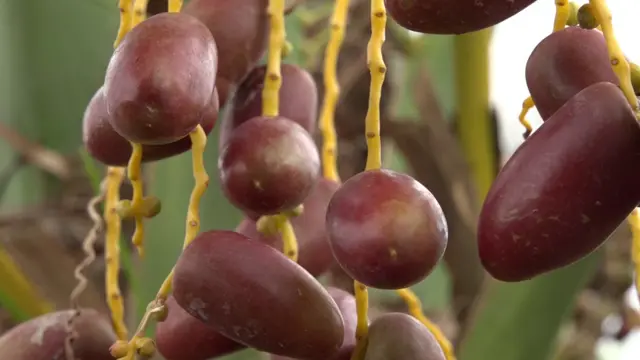 ఉద్యాన పంటలు