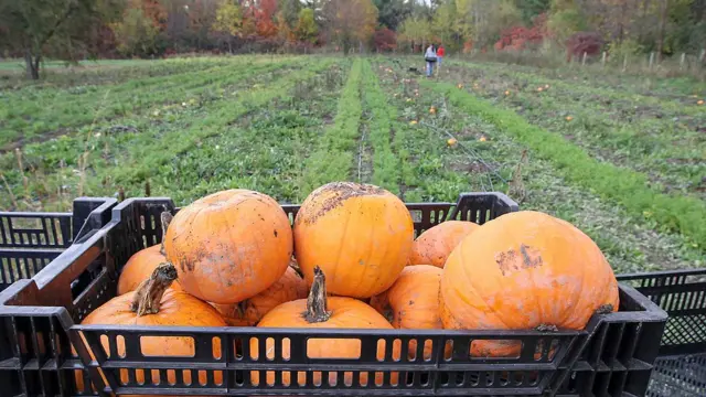जमिनीची गुणवत्ता वाढते?