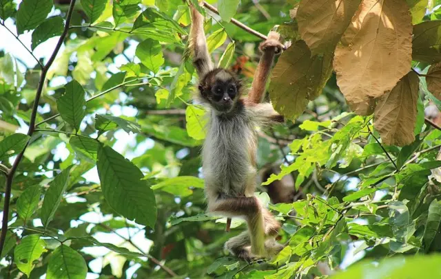 'Oscar verde': a cientista brasileira que ganhou prêmio com outros dois cientistas latino-americanos Macaco-aranha-marrom