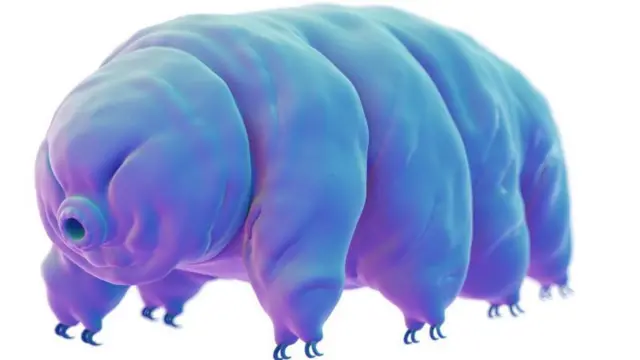 Tardigrade ou porcelet de mousse