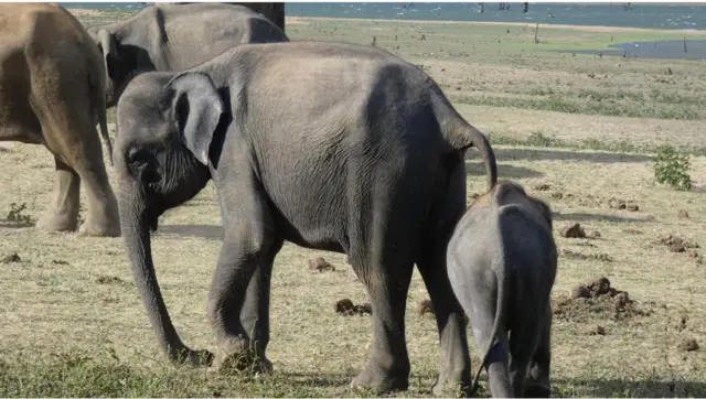උඩවලව ජාතික වනෝද්‍යානය වර්ෂය පුරා අලි දැකිය හැකි සංචාරක ආකර්ෂණය දිනාගත් ස්ථානයකි.