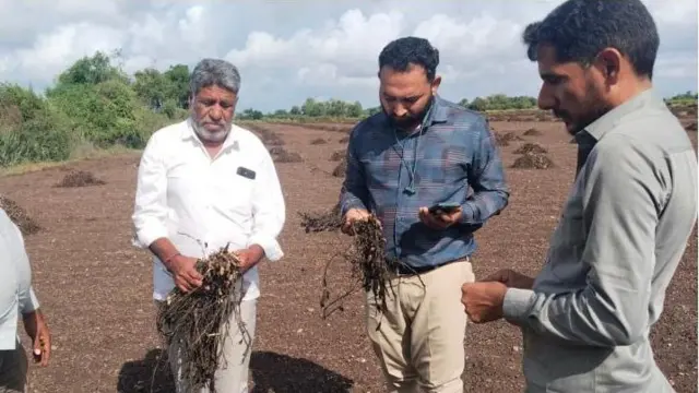 બીબીસી ગુજરાતી, મગફળી, કપાસ, જીરું, ખેતીને નુકસાન, ભૂપેન્દ્ર પટેલ, ગુજરાતની ખેતી, રાજકોટ, જૂનાગઢ, ગીર સોમનાથ, બનાસકાંઠા