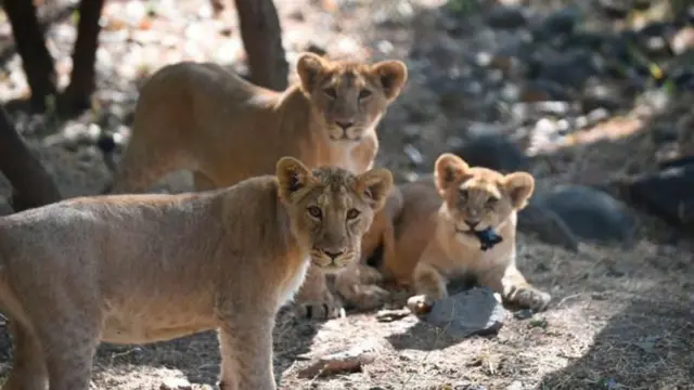 ગીર, ઇકૉ-સેન્સિટિવ ઝોન, વિરોધ, સિંહ, ગીર પંથક, બીબીસી ગુજરાતી