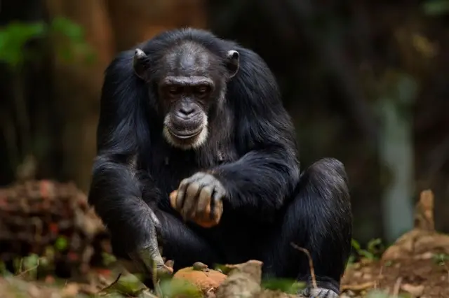 এইপ মানুষের মতো দুই হাত দিয়ে দু রকম কাজ করতে পারে। 
