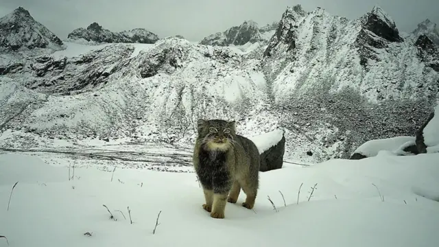 Mačka na vrhu planine