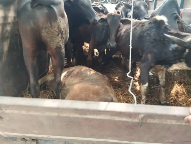 मकवानपुरको घटना