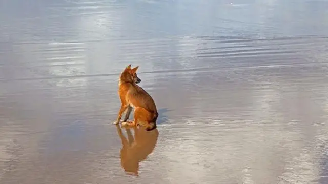 కేగారి ద్వీపం, డింగో, కుక్క