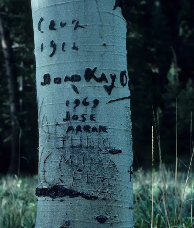 Дата та ім'я вирізьблені на дереві