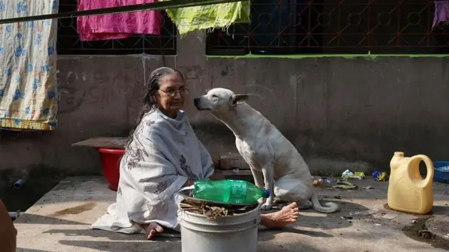 भटके कुत्रे