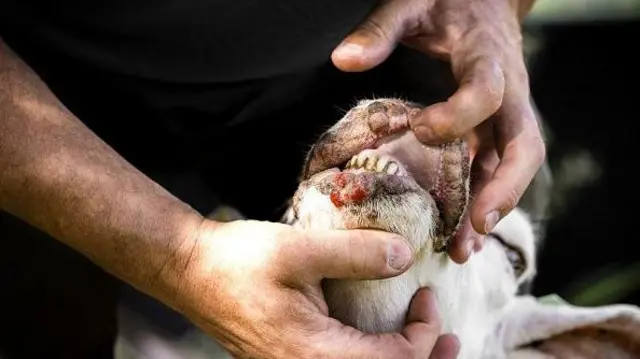 Вівця з відкритою пащею: видно зуби та набряклі губи.