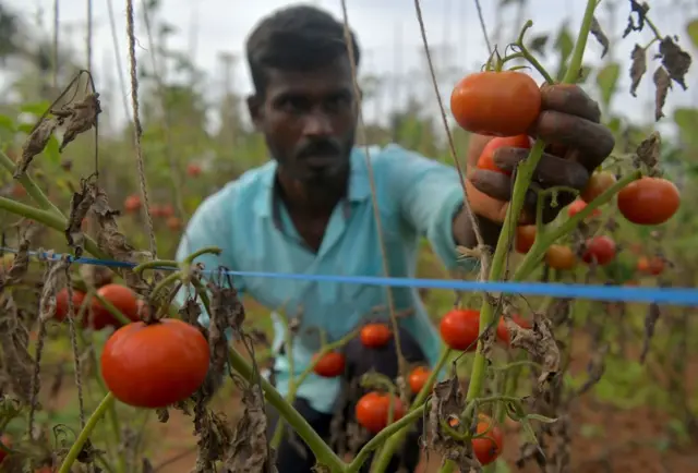 ટામેટાના ભાવો કેમ વધ્યાં?