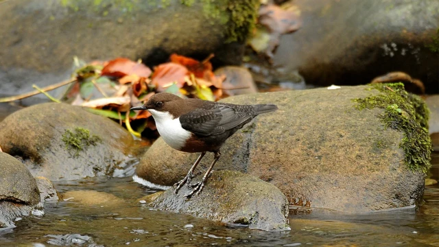 นกหลายชนิดอย่างเช่นนกมุดน้ำ (dipper) หวนคืนกลับถิ่นอาศัยหลังมีการฟื้นฟูคุ้งโค้งของลำธารแล้ว