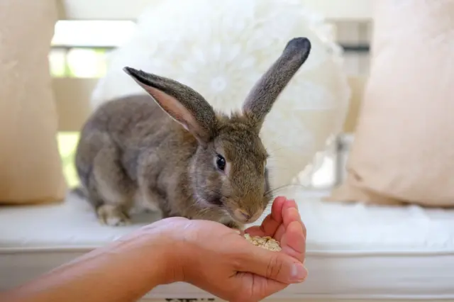 Mão de alguém dando comida para um coelho que está em cima de um sofá