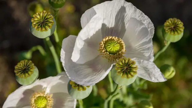 ਅਫੀਮ ਦਾ ਬੂਟਾ