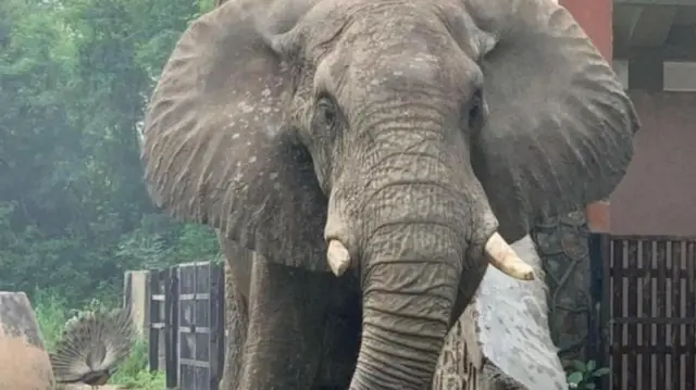 शंकर हत्ती