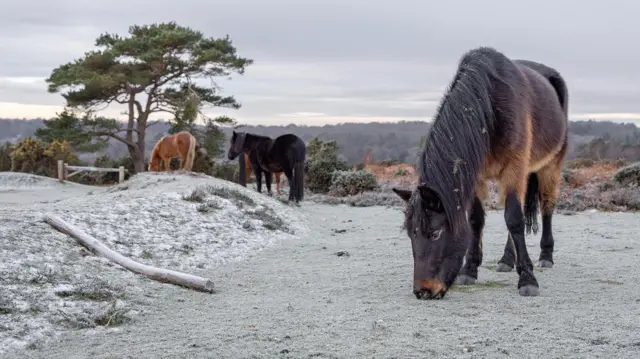 Ponis en un campo. El más cercano a la cámara come hierba. Los ponis son de color marrón oscuro o claro.