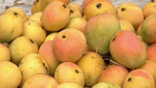 మామిడి పండ్లు