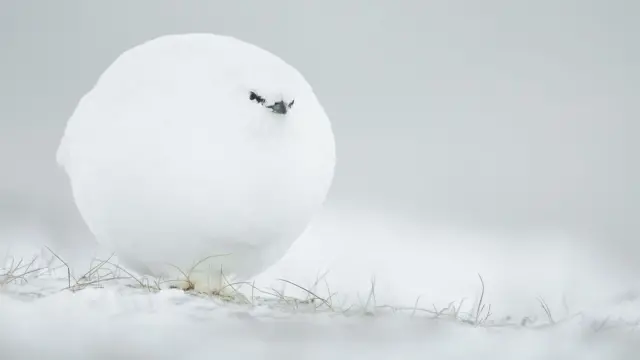 ጃክ ፖውላርድ - ኣብ ስፒትስበርገን፡ ኖርወይ