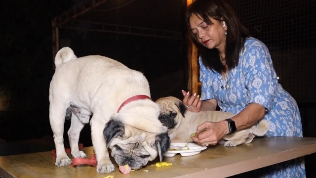 સુરત, ડૉગ કેફે, બીબીસી ગુજરાતી 