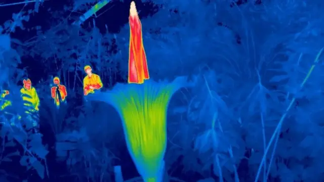 Foto termal titan arum.