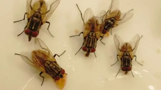 स्याण्ड फ्लाइ