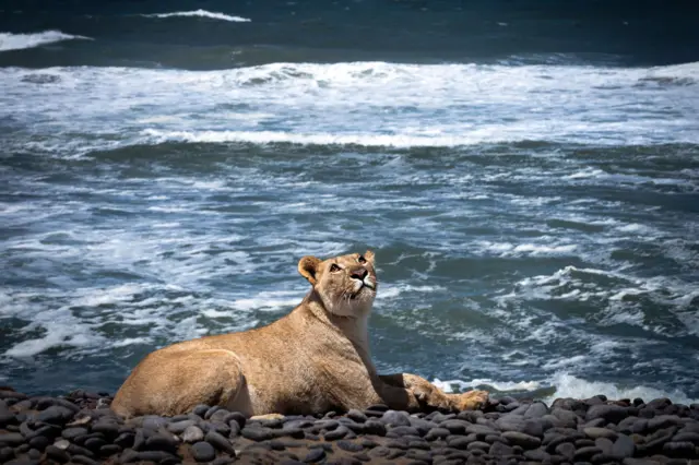 Una leona del desierto en Namibia en las costas del Atlántico. 