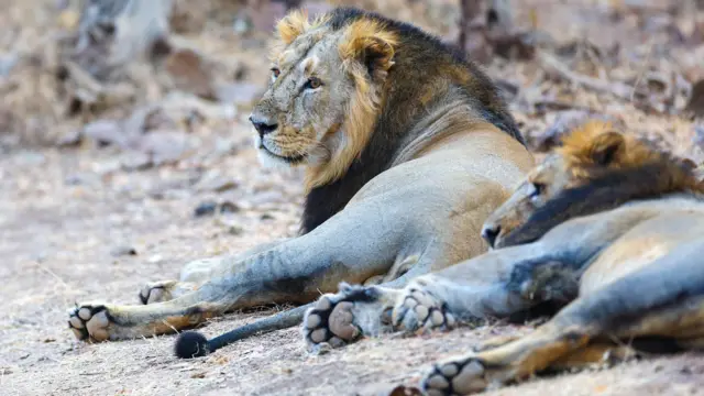 પ્રોજેક્ટ લાયન શું છે, સિંહો, સાસણ ગીર, ગીર સોમનાથ જૂનાગઢ, નરેન્દ્ર મોદી, વાઇલ્ડ લાઇફ બોર્ડ, પ્રોજેક્ટ સ્તરે કામ, બીબીસી ગુજરાતી, બીબીસી ન્યૂઝ ગુજરાતી 