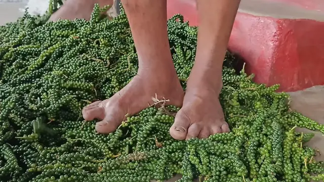 మిరియాలు