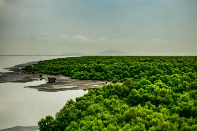 मुंबई आणि नवी मुंबईला जोडणाऱ्या मुलुंड-ऐरोली पुलावरून दिसणारं कांदळवन
