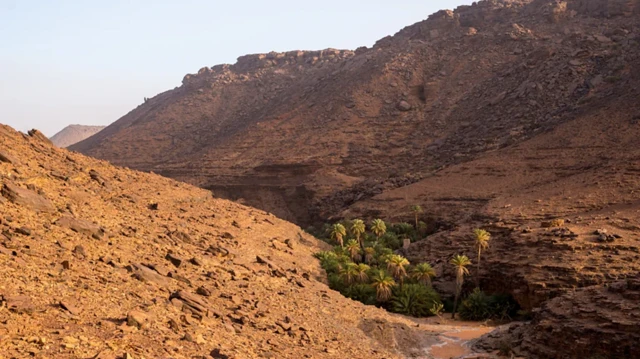 Des arbres dans un oasis isolé du désert.