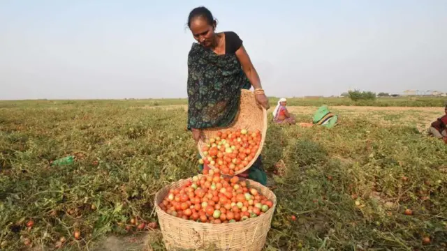 టమోటా ధరలు 