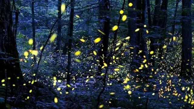 Щоб розпочати своє дивовижне дійство, світлячки чекають вечора